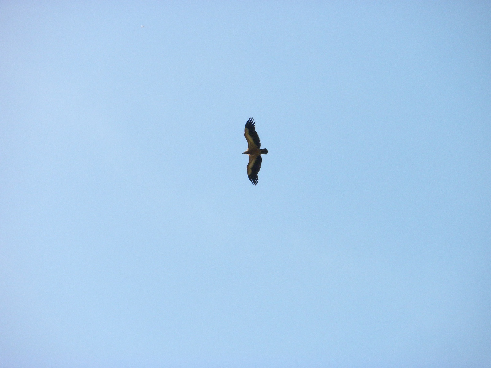 A griffin in the sky of Petrella