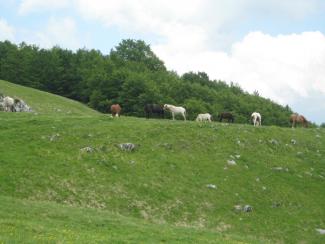 Arapietra, grazing horses