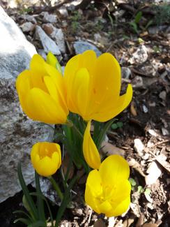Flowers on the Soratte Mountain