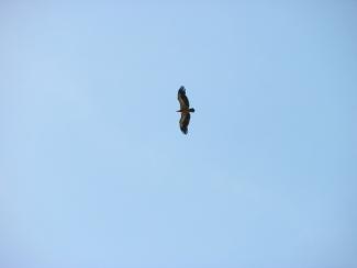 A griffin in the sky of Petrella