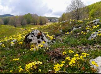 Campo Staffi: spring ecologic day